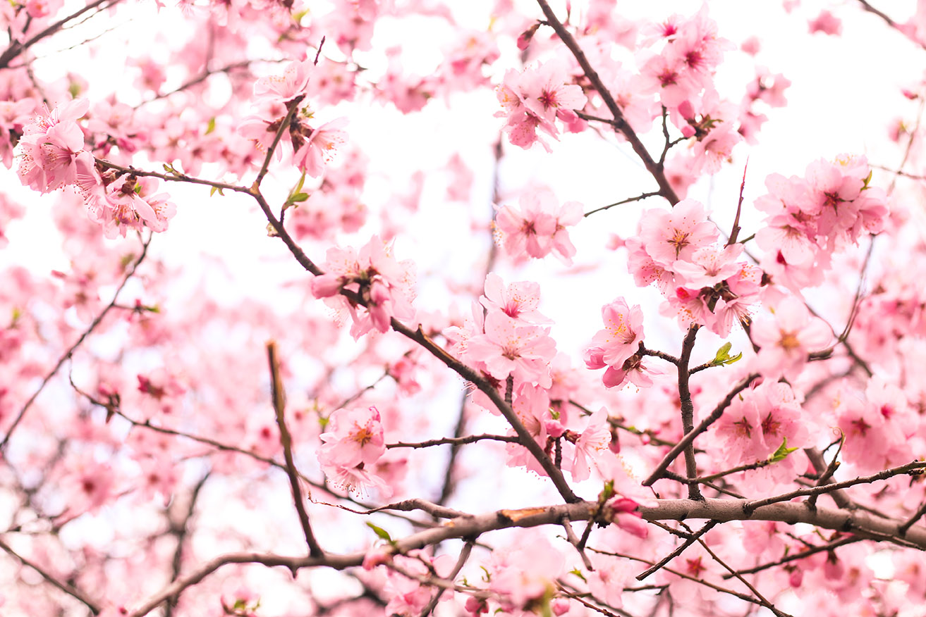 Cherry blossom